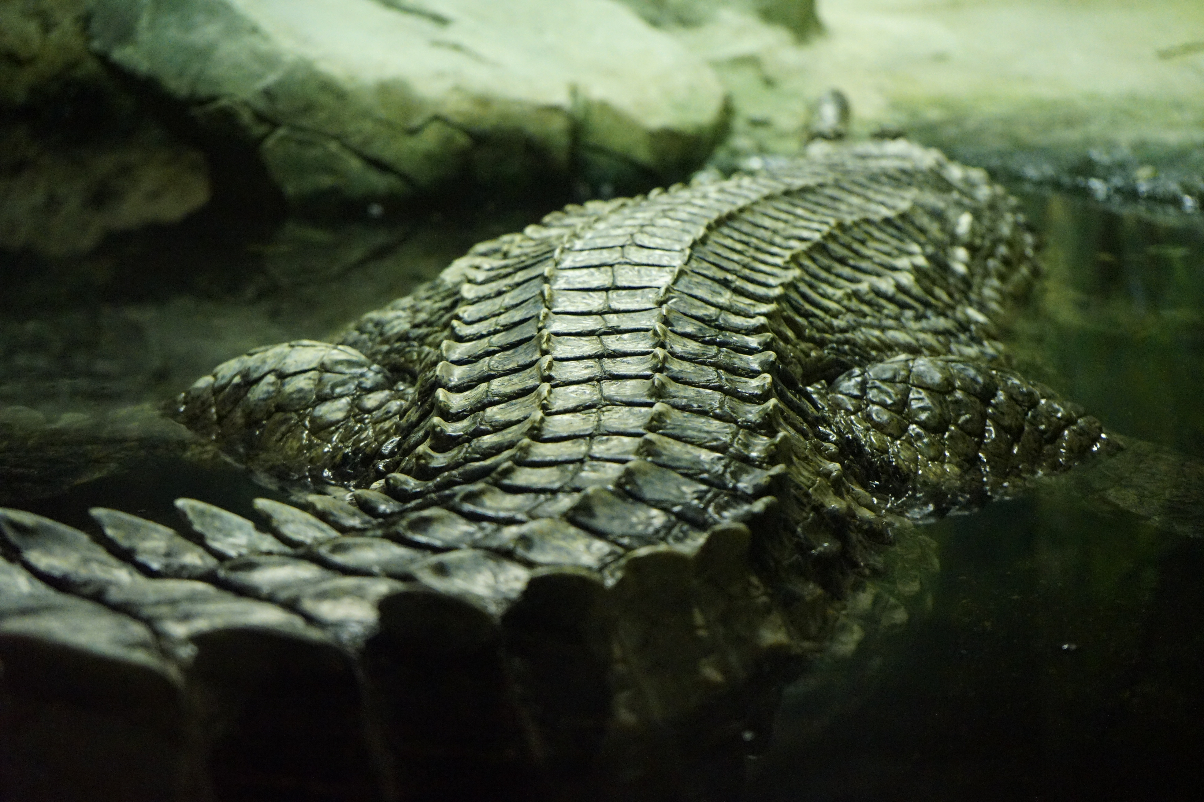 московский зоопарк крокодилов