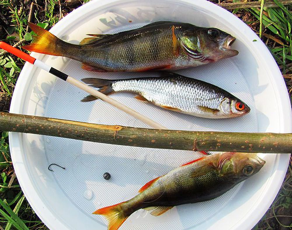 Яузское водохранилище: рыбалка на Русфишинг