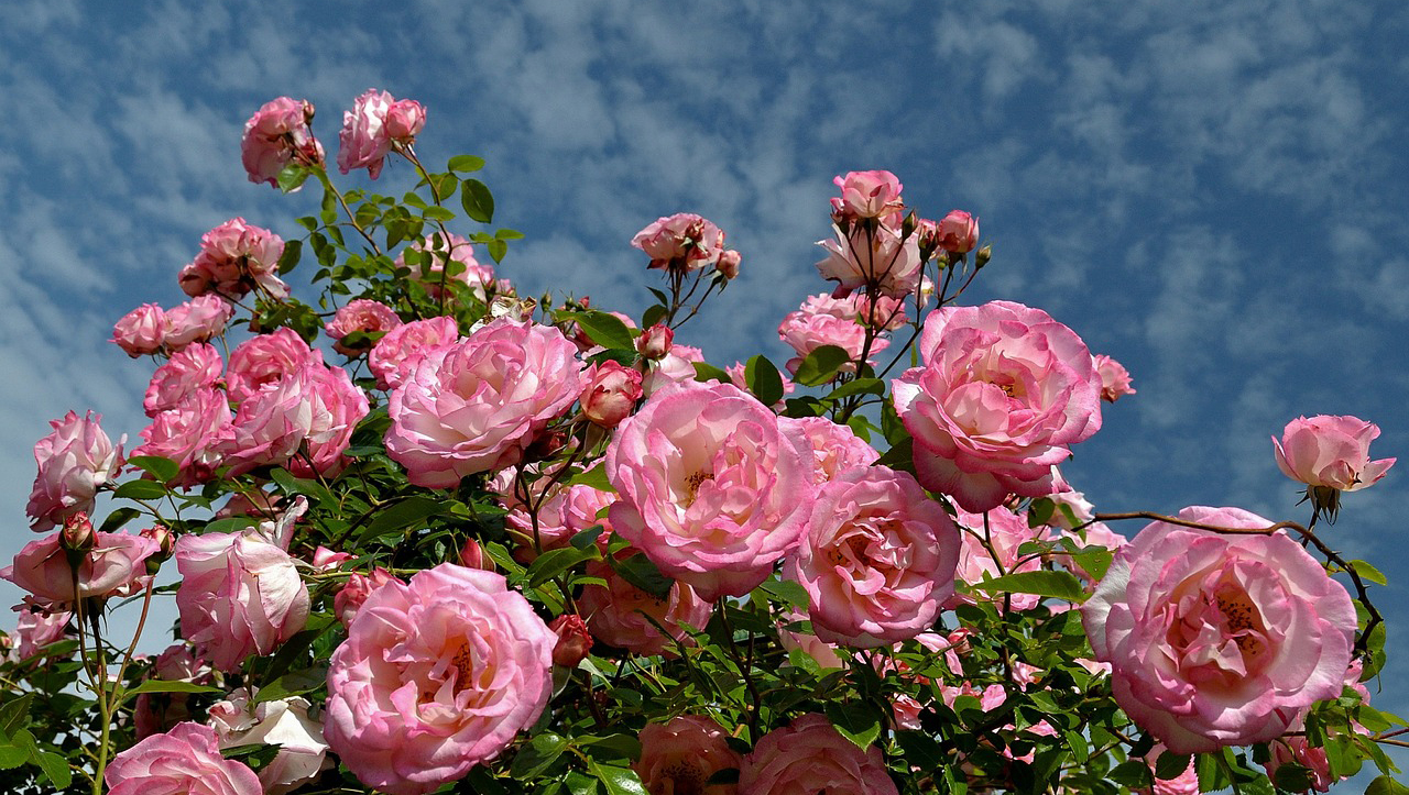 Кустовые розы фото куста