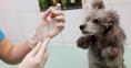 Более 80 временных пунктов вакцинации от бешенства заработают на площадках для выгула собак