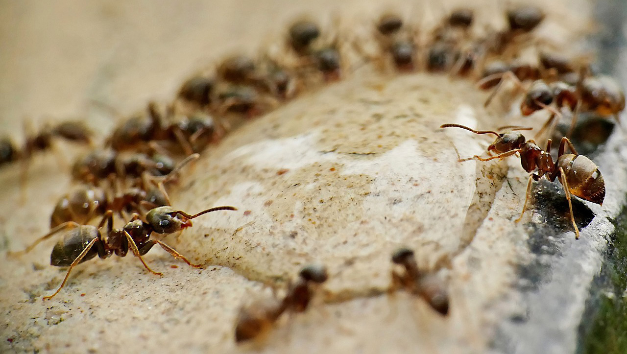 Полчище муравьев