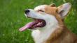Ветеринар спасла собаку, съевшую почти 1 кг щебня